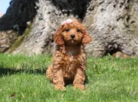 Hailey, a female Cavapoo for sale in Millersburg, OH – Photo 2 of 5