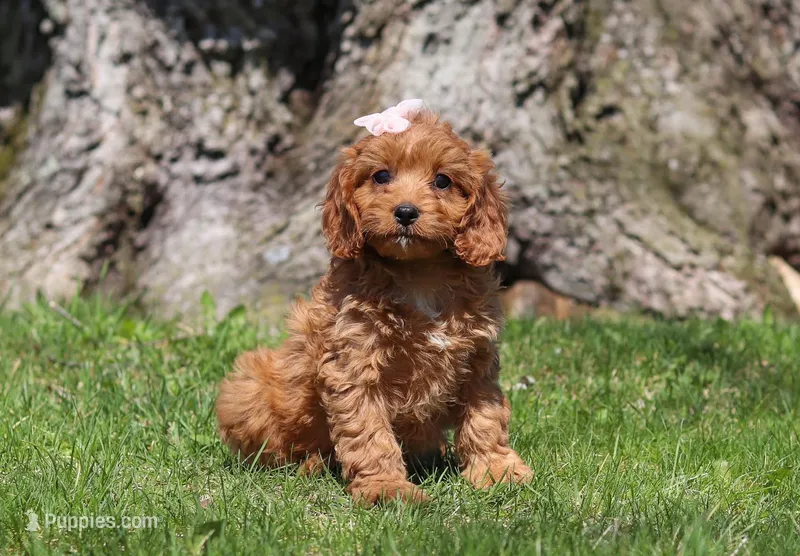 Hailey, a female Cavapoo for sale in Millersburg, OH – Photo 1 of 5