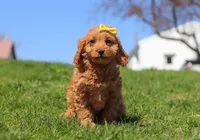 Layla, a female Cavapoo for sale in Millersburg, OH – Photo 3 of 5