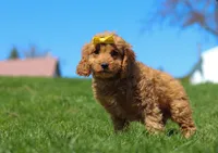 Layla, a female Cavapoo for sale in Millersburg, OH – Photo 5 of 5
