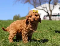 Layla, a female Cavapoo for sale in Millersburg, OH – Photo 2 of 5