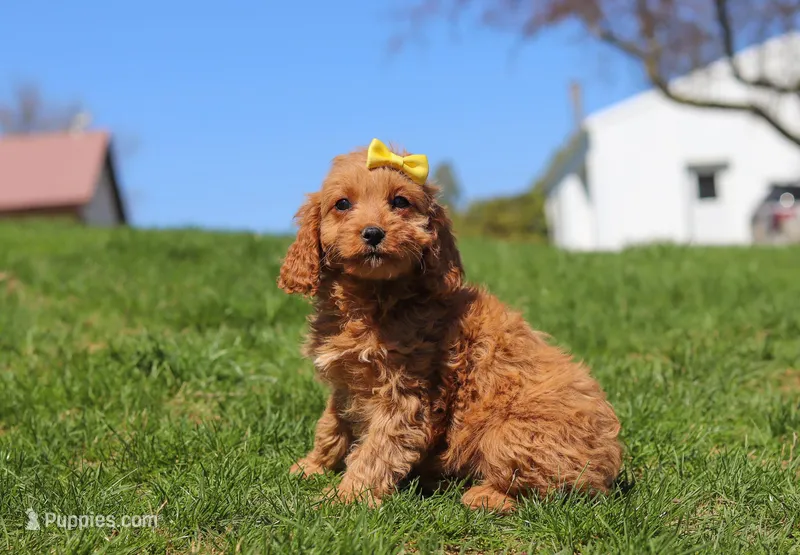 Layla, a female Cavapoo for sale in Millersburg, OH – Photo 1 of 5