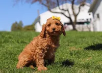 Layla, a female Cavapoo for sale in Millersburg, OH – Photo 4 of 5