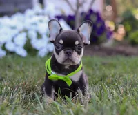 Bentley, a male French Bulldog for sale in Millersburg, OH – Photo 2 of 5