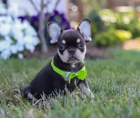 Bentley, a male French Bulldog for sale in Millersburg, OH – Photo 3 of 5