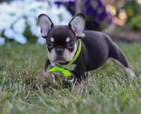 Bentley, a male French Bulldog for sale in Millersburg, OH – Photo 5 of 5