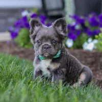 Dylan, a male French Bulldog for sale in Millersburg, OH – Photo 4 of 7