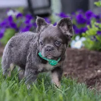 Dylan, a male French Bulldog for sale in Millersburg, OH – Photo 5 of 7