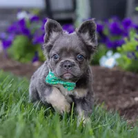 Dylan, a male French Bulldog for sale in Millersburg, OH – Photo 3 of 7