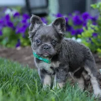 Dylan, a male French Bulldog for sale in Millersburg, OH – Photo 7 of 7