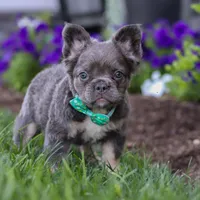 Dylan, a male French Bulldog for sale in Millersburg, OH – Photo 6 of 7