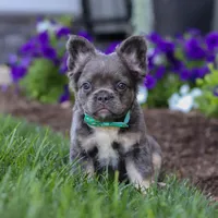 Dylan, a male French Bulldog for sale in Millersburg, OH – Photo 1 of 7