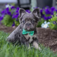 Dylan, a male French Bulldog for sale in Millersburg, OH – Photo 2 of 7