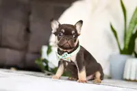 Finn, a male French Bulldog for sale in Millersburg, OH – Photo 3 of 4