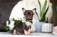 Finn, a male French Bulldog for sale in Millersburg, OH – Photo 2 of 4