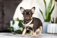 Finn, a male French Bulldog for sale in Millersburg, OH – Photo 4 of 4