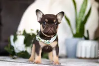 Finn, a male French Bulldog for sale in Millersburg, OH – Photo 1 of 4