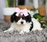 Princess, a female Cavapoo for sale in Millersburg, OH – Photo 4 of 5