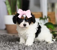 Princess, a female Cavapoo for sale in Millersburg, OH – Photo 1 of 5