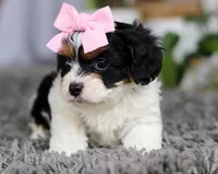 Princess, a female Cavapoo for sale in Millersburg, OH – Photo 3 of 5