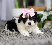 Princess, a female Cavapoo for sale in Millersburg, OH – Photo 2 of 5