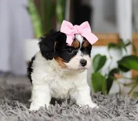 Princess, a female Cavapoo for sale in Millersburg, OH – Photo 5 of 5