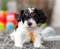 Oliver, a male Cavapoo for sale in Millersburg, OH – Photo 6 of 10