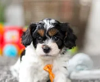 Oliver, a male Cavapoo for sale in Millersburg, OH – Photo 5 of 10