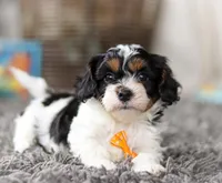 Oliver, a male Cavapoo for sale in Millersburg, OH – Photo 9 of 10