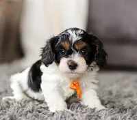 Oliver, a male Cavapoo for sale in Millersburg, OH – Photo 2 of 10