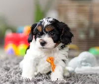 Oliver, a male Cavapoo for sale in Millersburg, OH – Photo 4 of 10