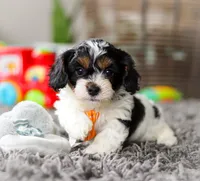 Oliver, a male Cavapoo for sale in Millersburg, OH – Photo 3 of 10