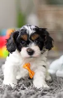 Oliver, a male Cavapoo for sale in Millersburg, OH – Photo 7 of 10