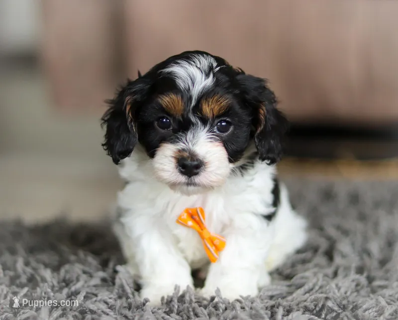 Oliver, a male Cavapoo for sale in Millersburg, OH – Photo 1 of 10