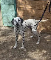 Lucky, a male Dalmatian for sale in Fallon, NV – 3 of 3