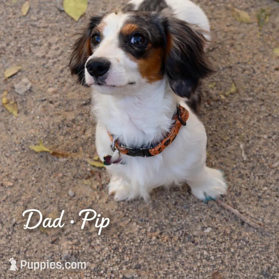 Vault, a male Miniature Dachshund for sale in Fallon, NV – Photo 2 of 3