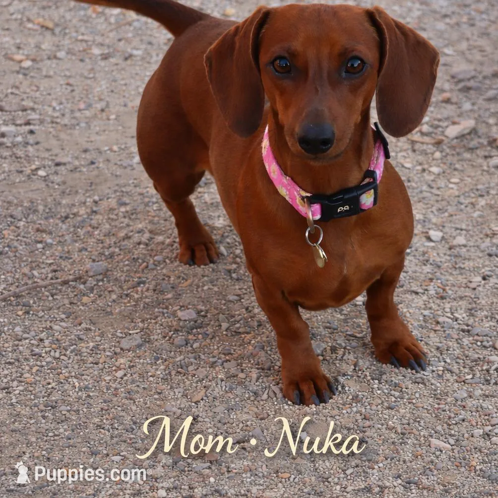Vault, a male Miniature Dachshund for sale in Fallon, NV – Photo 3 of 3