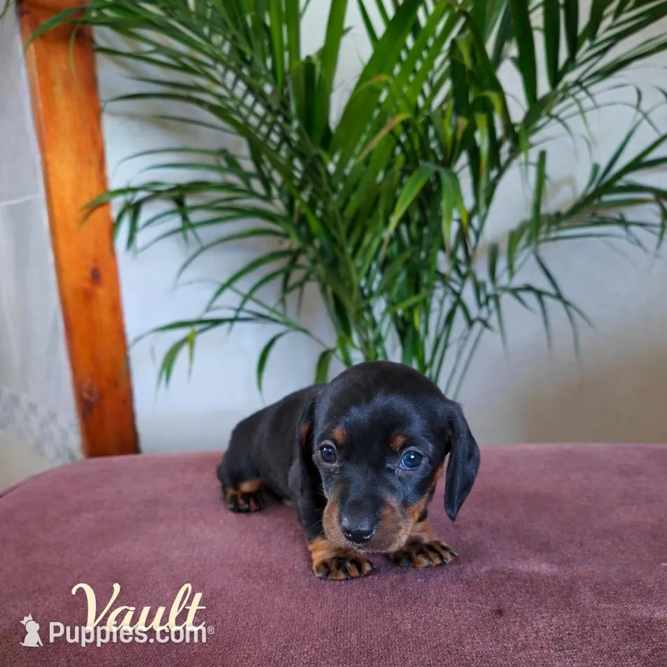 Vault – Miniature Dachshund puppy for sale in Fallon, NV