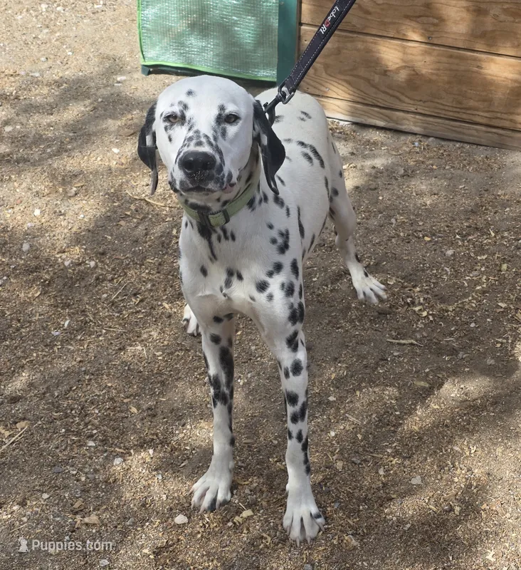 Lucky – Dalmatian puppy for sale in Fallon, NV