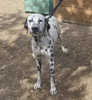 Lucky, a male Dalmatian for sale in Fallon, NV – 1 of 3