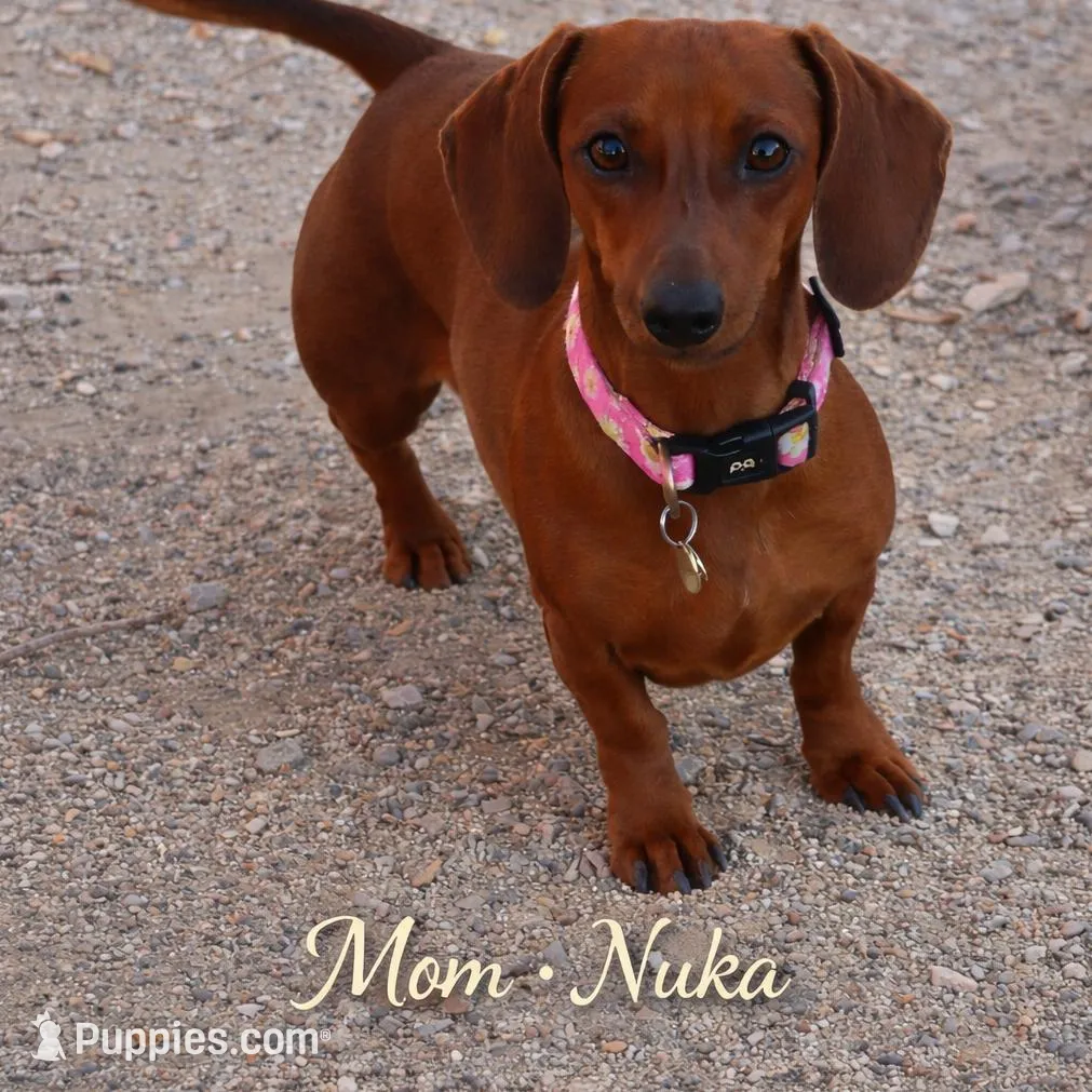 Atom, a male Miniature Dachshund for sale in Fallon, NV – Photo 3 of 3