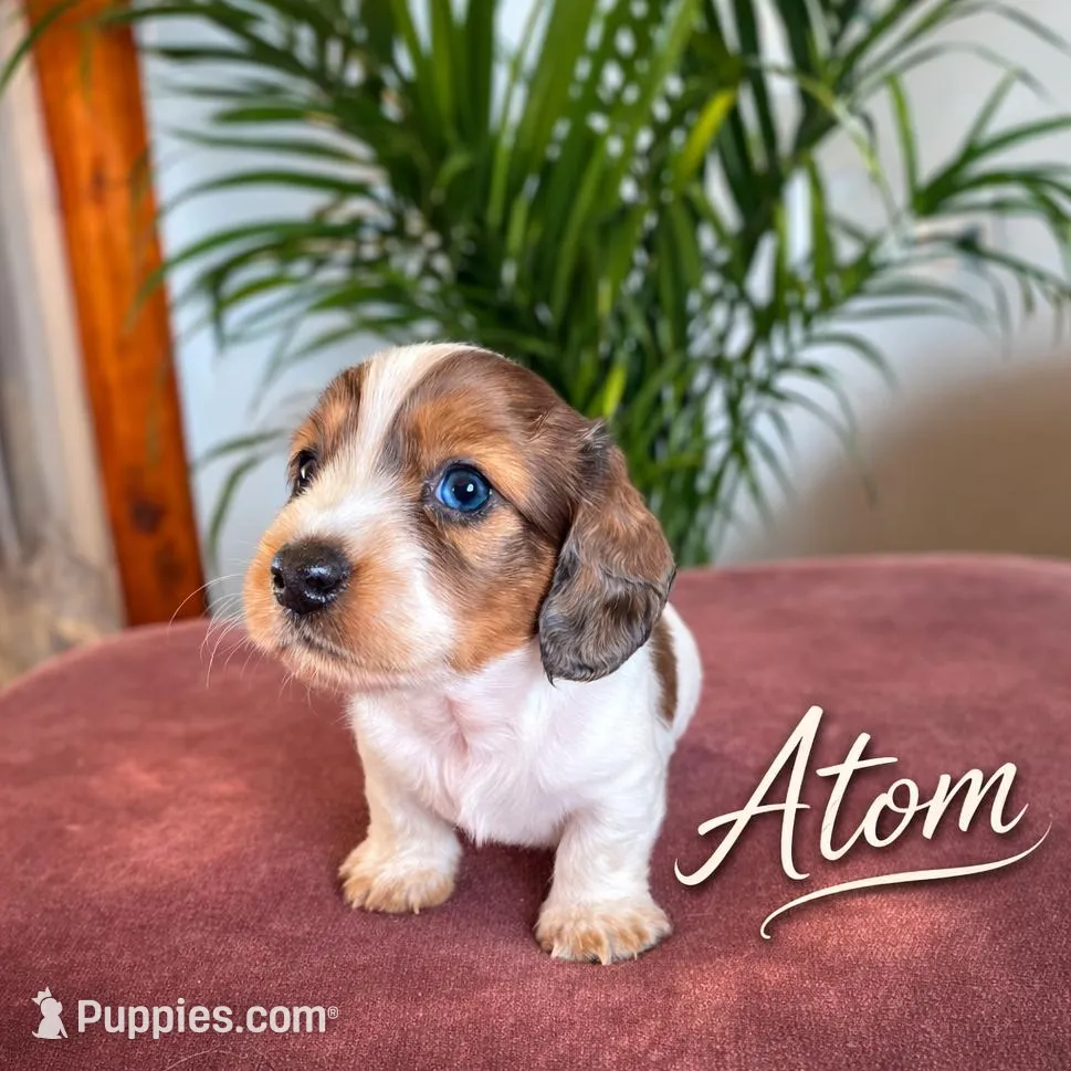 Atom – Miniature Dachshund puppy for sale in Fallon, NV