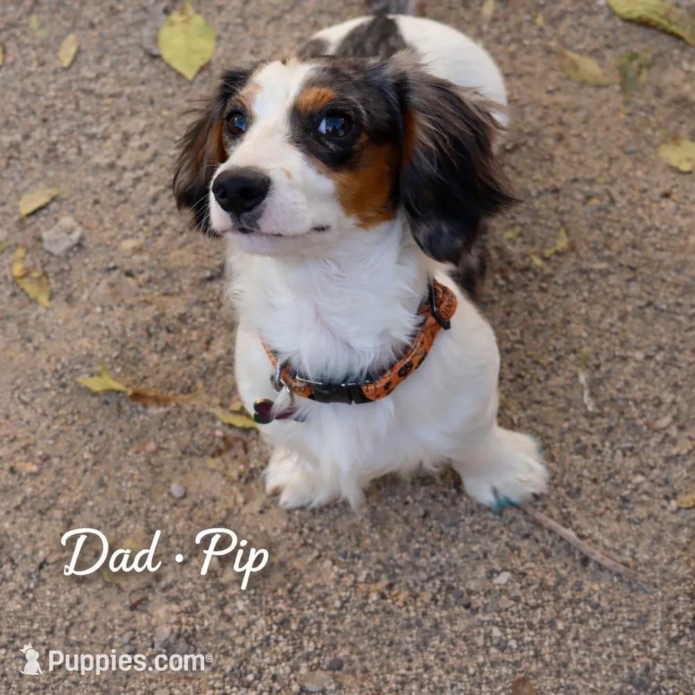 Atom, a male Miniature Dachshund for sale in Fallon, NV – Photo 2 of 3