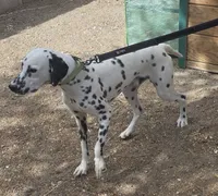 Lucky, a male Dalmatian for sale in Fallon, NV – 2 of 3