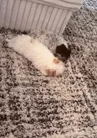 Honey , a female Shih Tzu and Poodle - Toy  for sale in Washougal, WA – 4 of 5