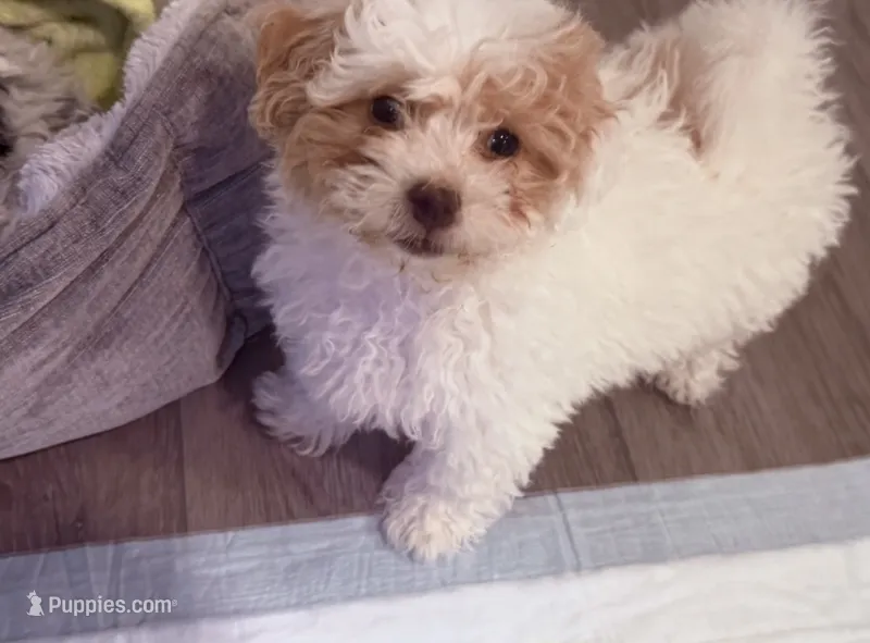 Honey  – Shih Tzu, Poodle - Toy  puppy for sale in Washougal, WA