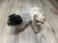 Honey , a female Shih Tzu and Poodle - Toy  for sale in Washougal, WA – 5 of 5
