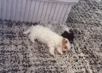 Honey , a female Shih Tzu and Poodle - Toy  for sale in Washougal, WA – 2 of 5