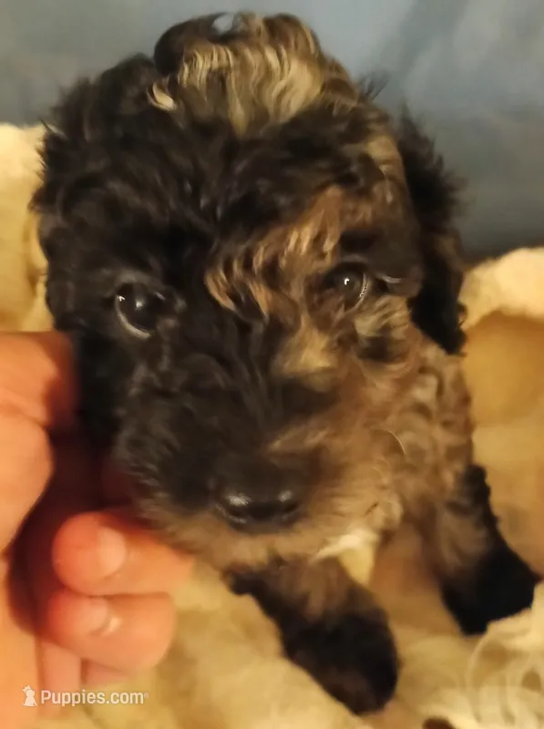 Rover – Cavapoo, Cavalier King Charles Spaniel puppy for sale in East Providence, RI