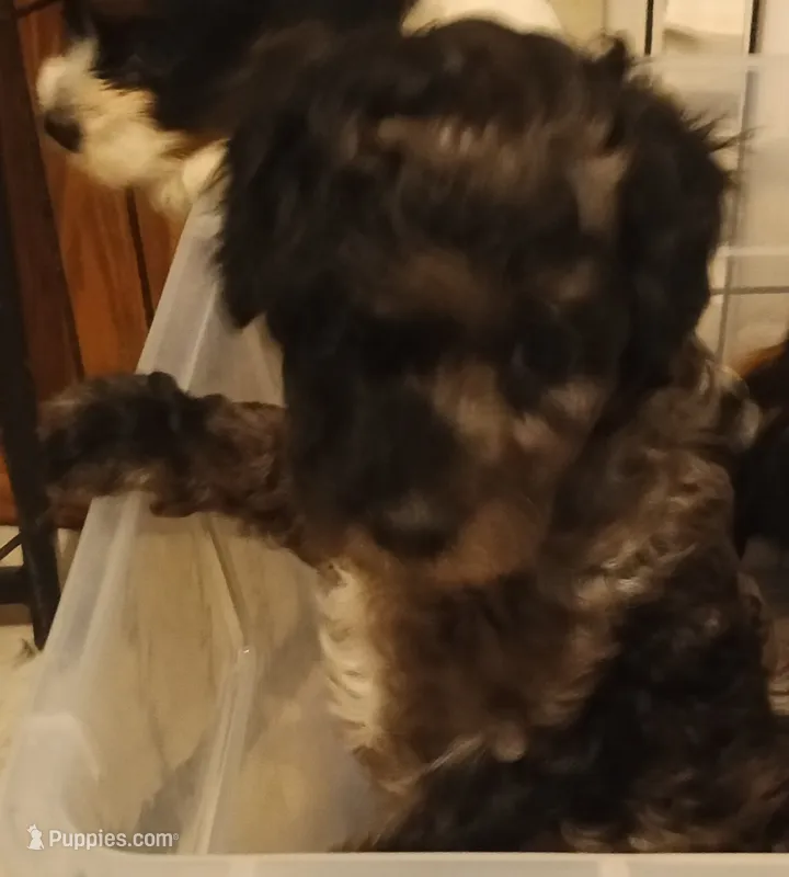 Rover – Cavapoo, Cavalier King Charles Spaniel puppy for sale in East Providence, RI